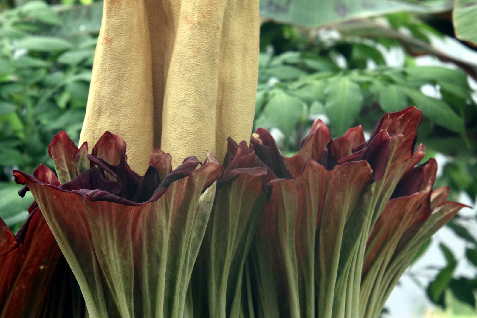 2018 02 06 CorpseFlower 2170